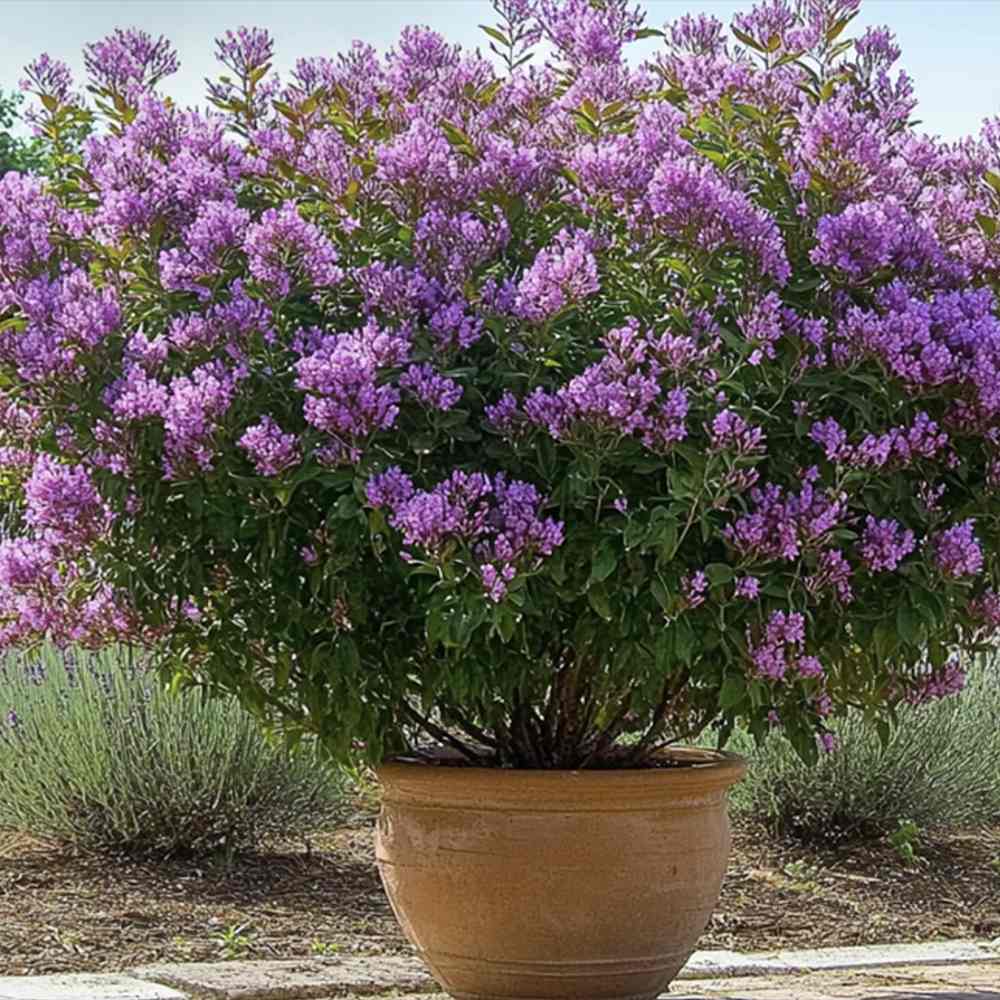 Liliac Indian Arbustiv Muskogee, arbore de vara cu flori mov-lavanda, inflorire cea mai lunga, crestere rapida