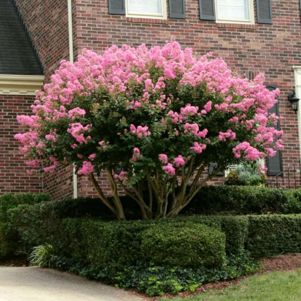 Liliac Indian Arbustiv Muskogee, arbore de vara cu flori mov-lavanda, inflorire cea mai lunga, crestere rapida