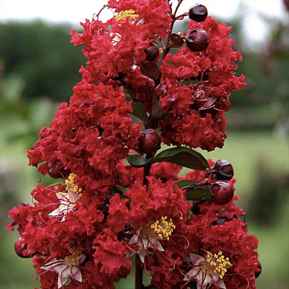 Liliac Indian Copac Dynamite (Lagerstroemia), arbore de vara cu flori rosii intens, inflorire lunga si crestere rapida