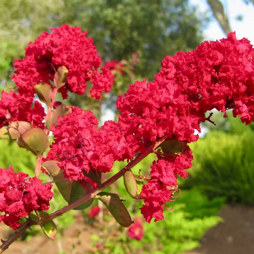 Liliac Indian Copac Dynamite (Lagerstroemia), arbore de vara cu flori rosii intens, inflorire lunga si crestere rapida
