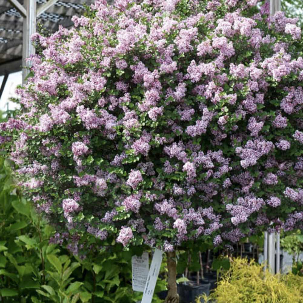 Liliac Indian Copac Seaburn (Lagerstroemia), arbore de vara cu flori roz-carmine, inflorire lunga, port compact