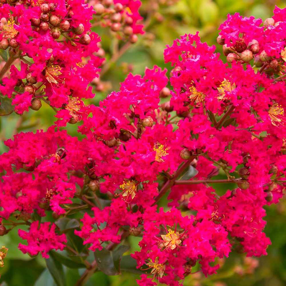 Liliac Indian Copac Rubra Magnifica, arbore de vara cu flori rosii-carmine, inflorire prelungita