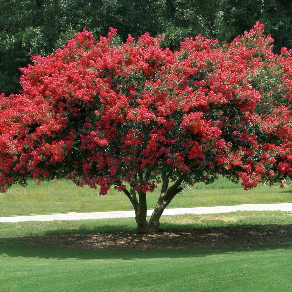 Liliac Indian Copac Rubra Magnifica, arbore de vara cu flori rosii-carmine, inflorire prelungita
