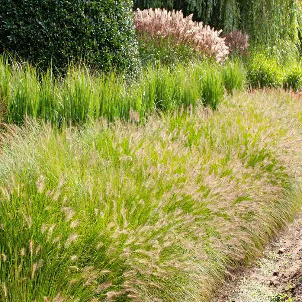 Iarba chinezeasca Pennisetum Hameln, spice decorative, tufis compact, rezistenta la frig