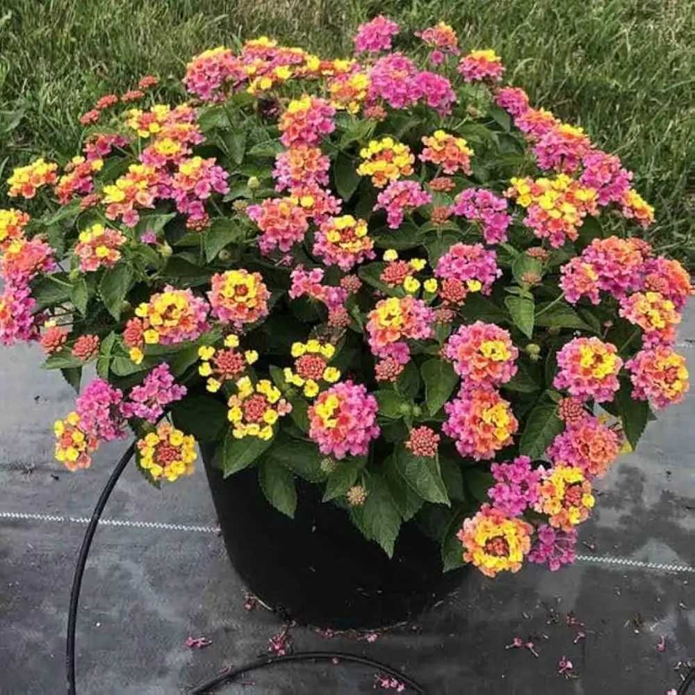 Regina fluturilor (Lantana) Lucky Honey Blush Copacel, flori cu parfum intens, curcubeul tropical in nuante pastel si inflorire continua