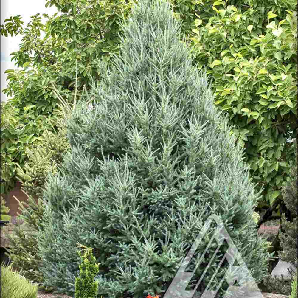 Larice/Zada (Larix decidua), conifer autohton, rezistent, crestere rapida, frunzis auriu toamna