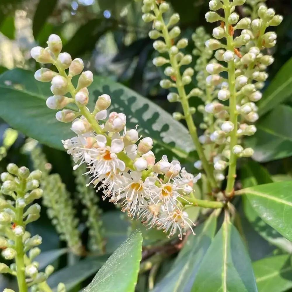 Laur Englezesc Novita (Laurocires), tip copac, frunzis verde lucios, coroana bogata, tulpina groasa, rezistenta iarna -25°C