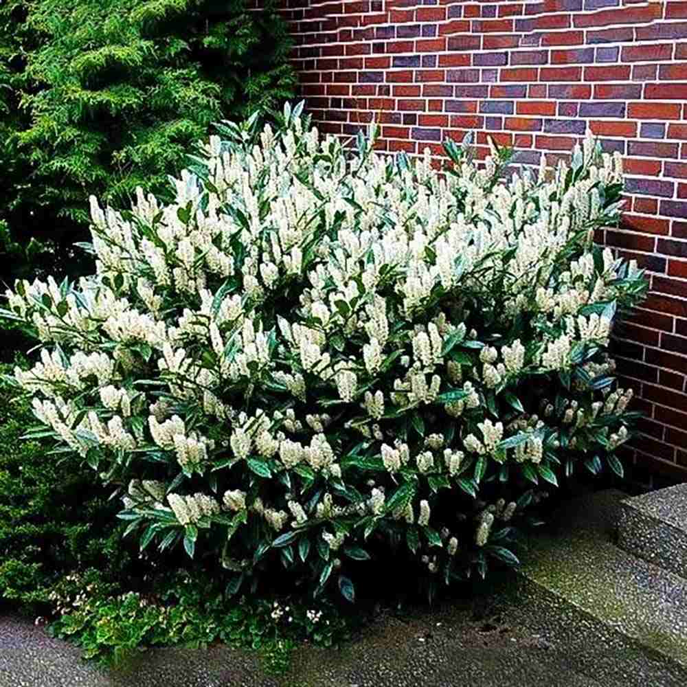 Laur Englezesc Vesnic Verde Otto Luyken (Laurocires), vesnic verde, gard viu mic, rezistent la boli, frig si caldura, inflorire decorativa