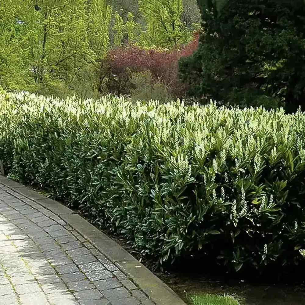 Laur Englezesc Vesnic Verde Otto Luyken (Laurocires), vesnic verde, gard viu mic, rezistent la boli, frig si caldura, inflorire decorativa