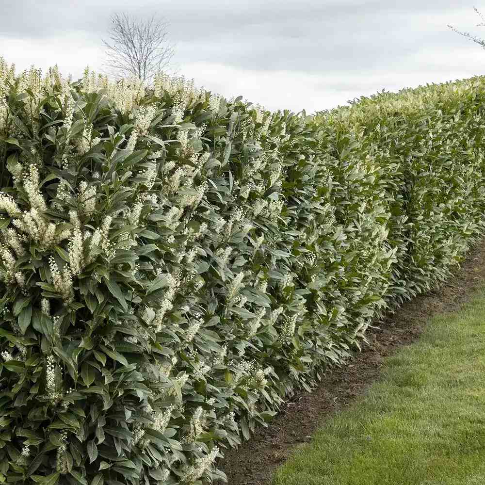 Laur Englezesc Vesnic Verde Otto Luyken (Laurocires), vesnic verde, gard viu mic, rezistent la boli, frig si caldura, inflorire decorativa