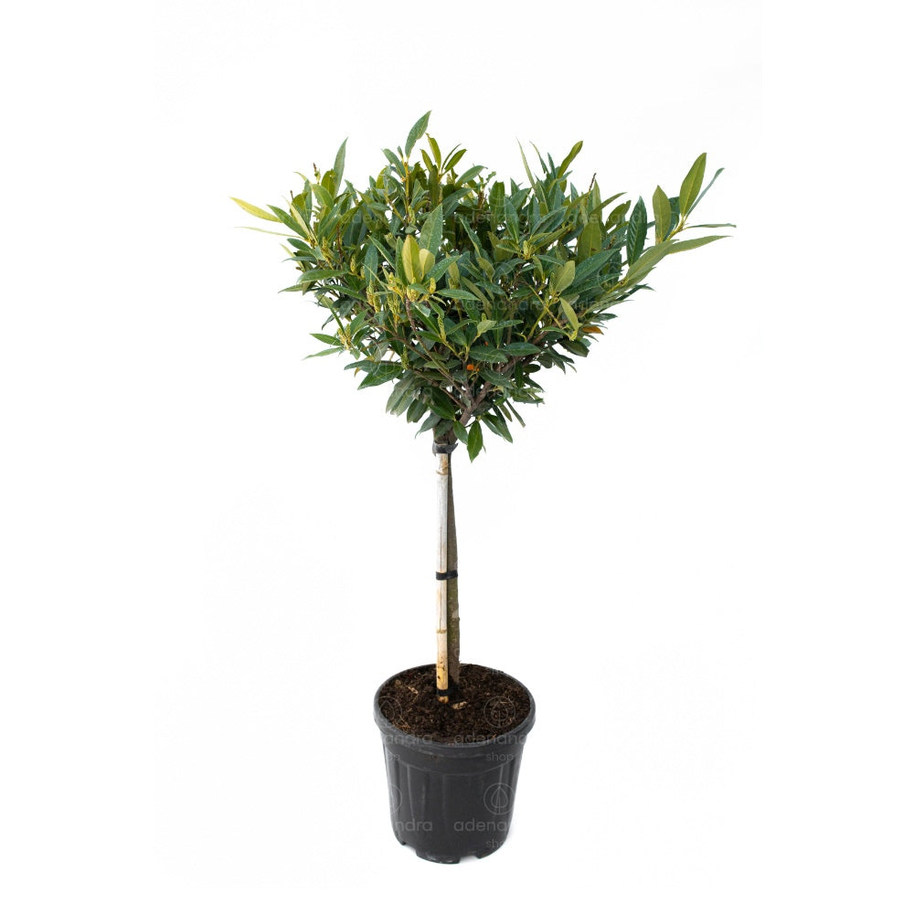 Laur englezesc Copacel (Prunus laurocerasus) Green Lustre, pe Tulpina, vesnic verde, rezistent la frig, cu frunze lucioase