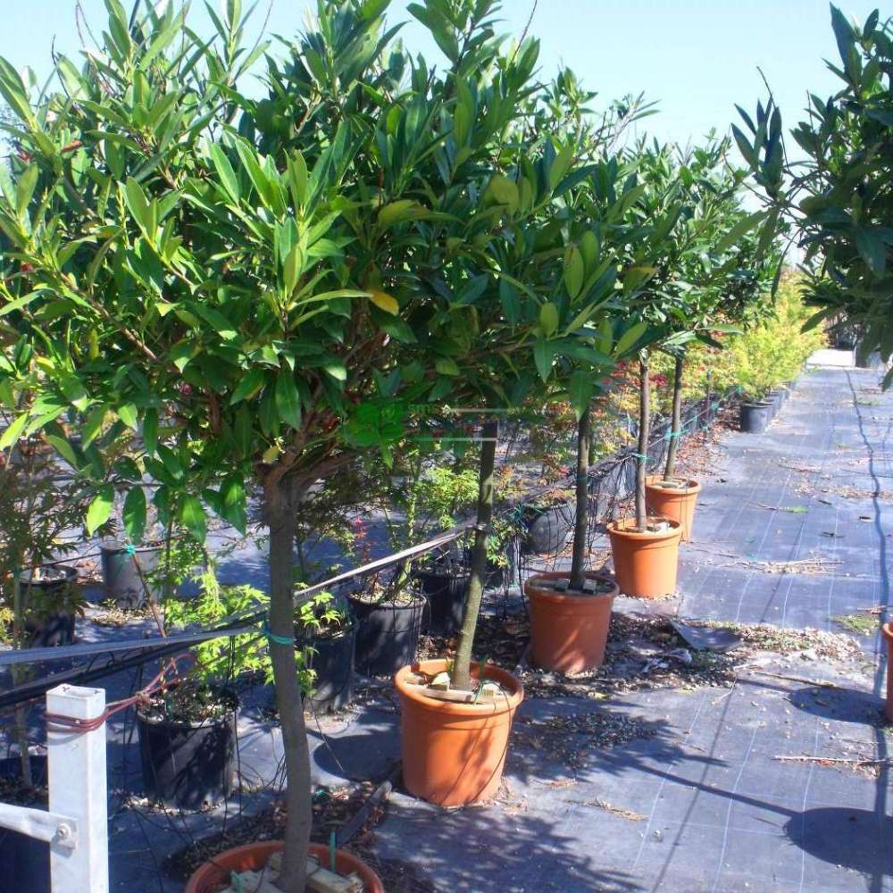 Laur Englezesc Vesnic Verde Caucasica (Laurocires), tip copac, frunzis vesnic verde, coroana bogata, rezistenta iarna -25°C