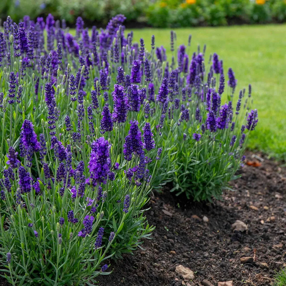 Lavanda englezeasca Spear Blue, parfumata cu flori albastru-violet, planta perena rezistenta
