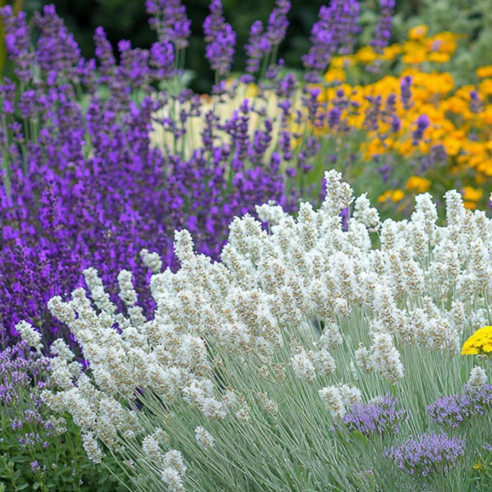 Lavanda Edelweiss, parfum intens si flori decorative, ideal pentru borduri si gradini
