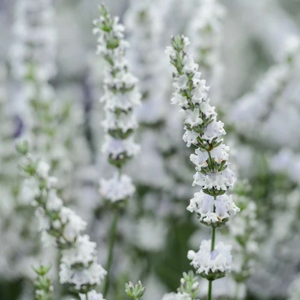 Lavanda Edelweiss, parfum intens si flori decorative, ideal pentru borduri si gradini