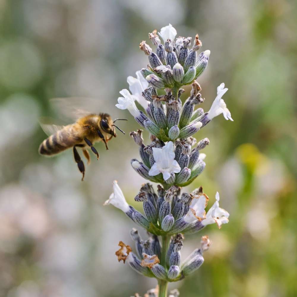 Lavanda Edelweiss, parfum intens si flori decorative, ideal pentru borduri si gradini