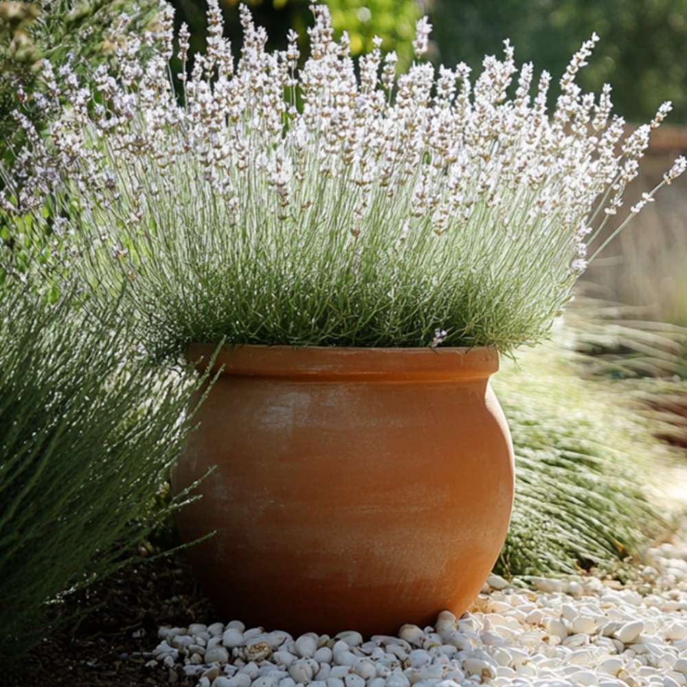 Lavanda Edelweiss, parfum intens si flori decorative, ideal pentru borduri si gradini