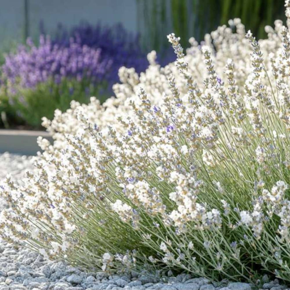 Lavanda Edelweiss, parfum intens si flori decorative, ideal pentru borduri si gradini
