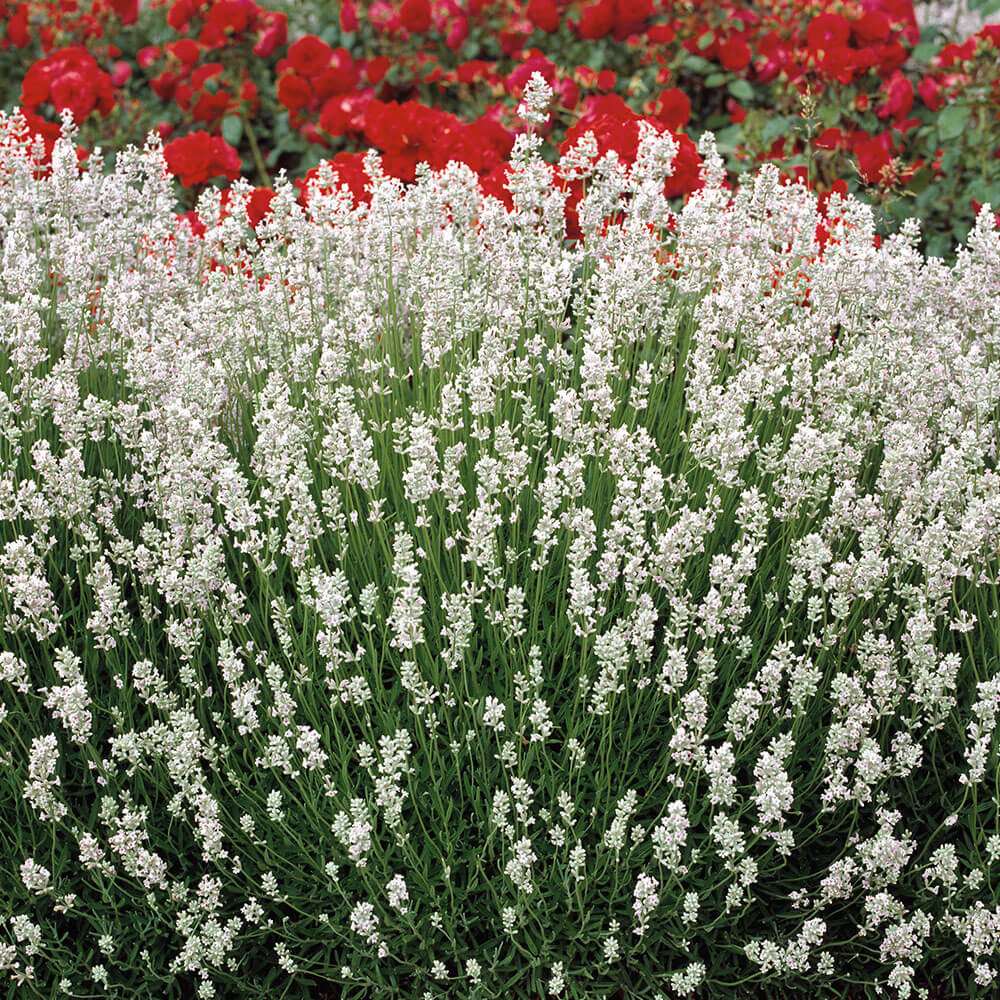 Lavanda Edelweiss, parfum intens si flori decorative, ideal pentru borduri si gradini