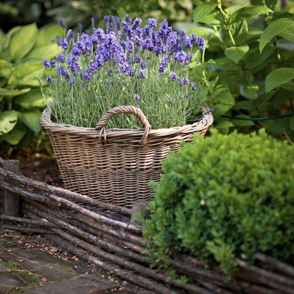 Lavanda Englezeasca Angustifolia Munstead, lavanda parfumata mov, inflorire vara, rezistenta frig -20°C