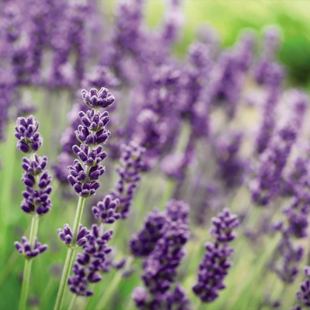 Lavanda Englezeasca Angustifolia Munstead, lavanda parfumata mov, inflorire vara, rezistenta frig -20°C