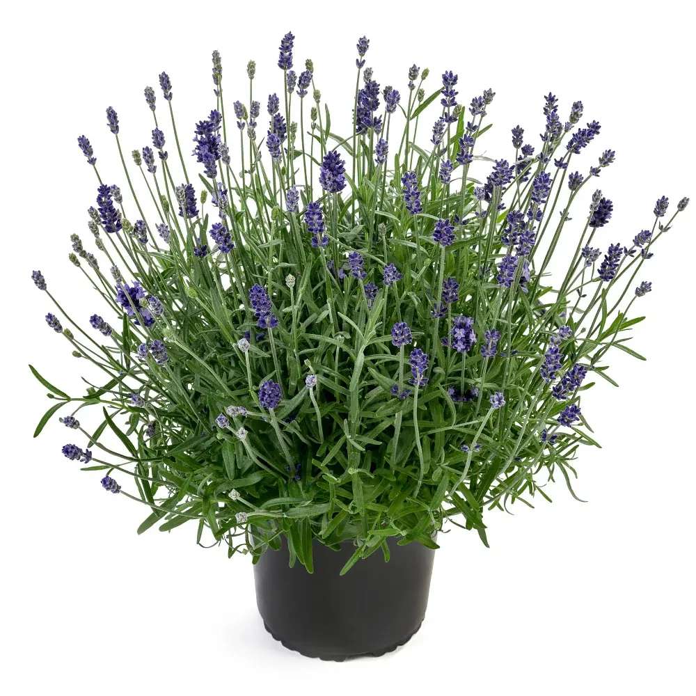 Lavanda Englezeasca albastra Cleo-Patio (Lavandula angustifolia), 35 cm, compacta, parfumata, rezistenta la ger ideala, pentru ghivece