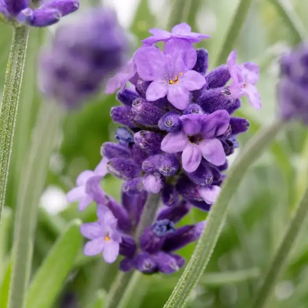 Lavanda Englezeasca albastra Cleo-Patio (Lavandula angustifolia), 35 cm, compacta, parfumata, rezistenta la ger ideala, pentru ghivece