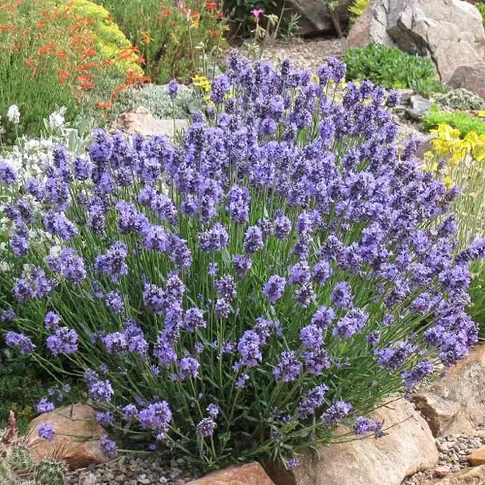 Lavanda Englezeasca Dwarf Blue, lavanda pitica parfumata, inflorire vara, atrage albine
