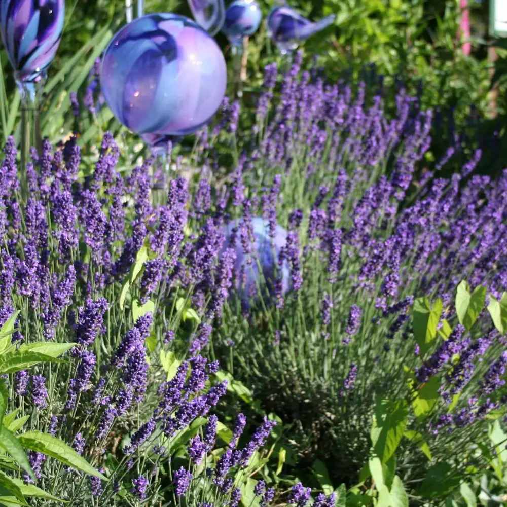 Lavanda Englezeasca Dwarf Blue, lavanda pitica parfumata, inflorire vara, atrage albine
