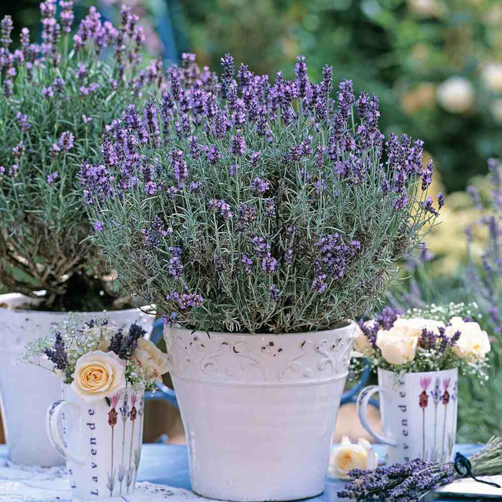 Lavanda Englezeasca Dwarf Blue, lavanda pitica parfumata, inflorire vara, atrage albine
