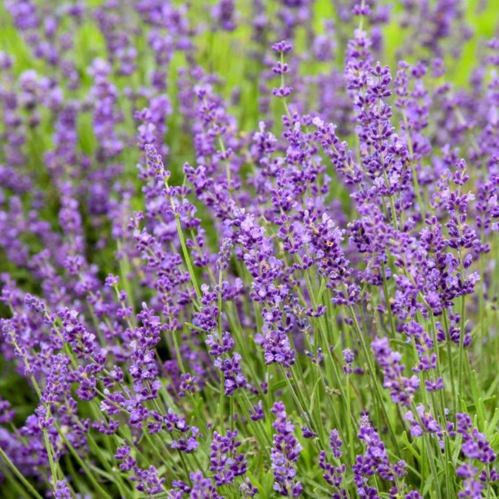 Lavanda Englezeasca Imperial Gem, flori violet parfumate, arbust peren rezistent