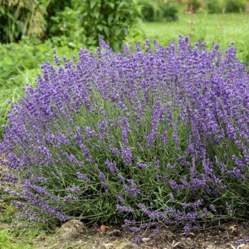 Lavanda Englezeasca Imperial Gem, flori violet parfumate, arbust peren rezistent