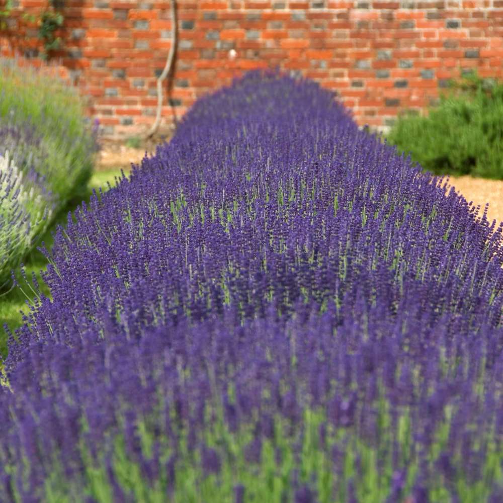 Lavanda Englezeasca Imperial Gem, flori violet parfumate, arbust peren rezistent