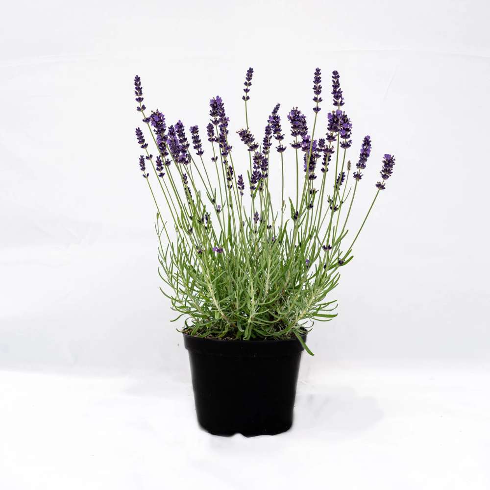 Lavanda Englezeasca Imperial Gem, flori violet parfumate, arbust peren rezistent