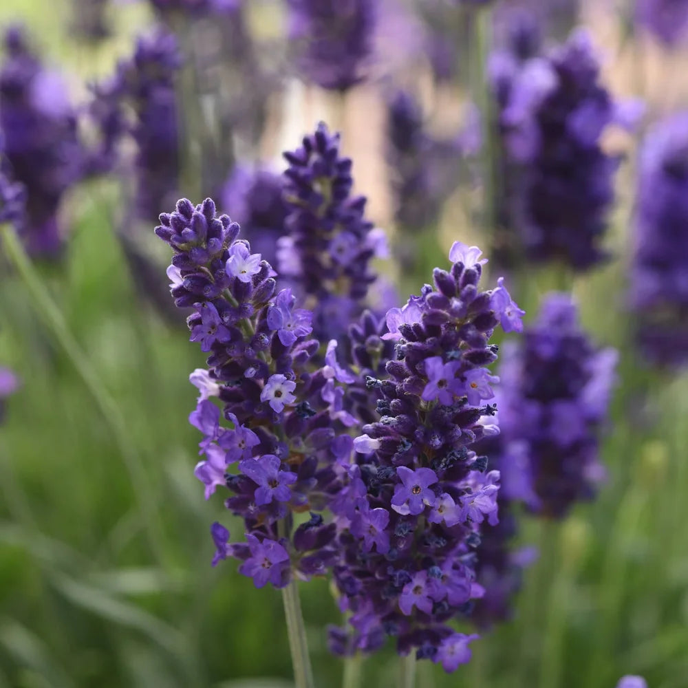 Lavanda englezeasca Spear Blue, parfumata cu flori albastru-violet, planta perena rezistenta