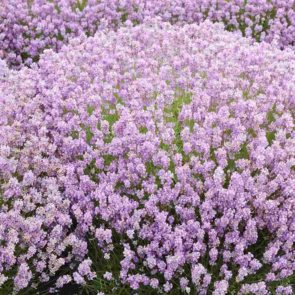 Lavanda Englezeasca roz BeeZee Pink (Lavandula angustifolia), 30 cm, planta perena parfumata, rezistenta la ger