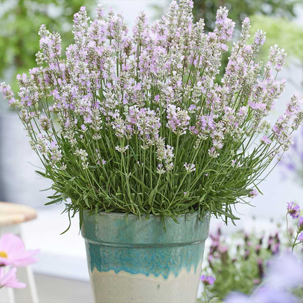 Lavanda Englezeasca roz BeeZee Pink (Lavandula angustifolia), 30 cm, planta perena parfumata, rezistenta la ger