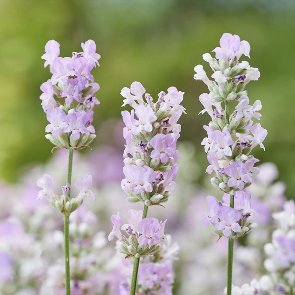 Lavanda Englezeasca roz BeeZee Pink (Lavandula angustifolia), 30 cm, planta perena parfumata, rezistenta la ger