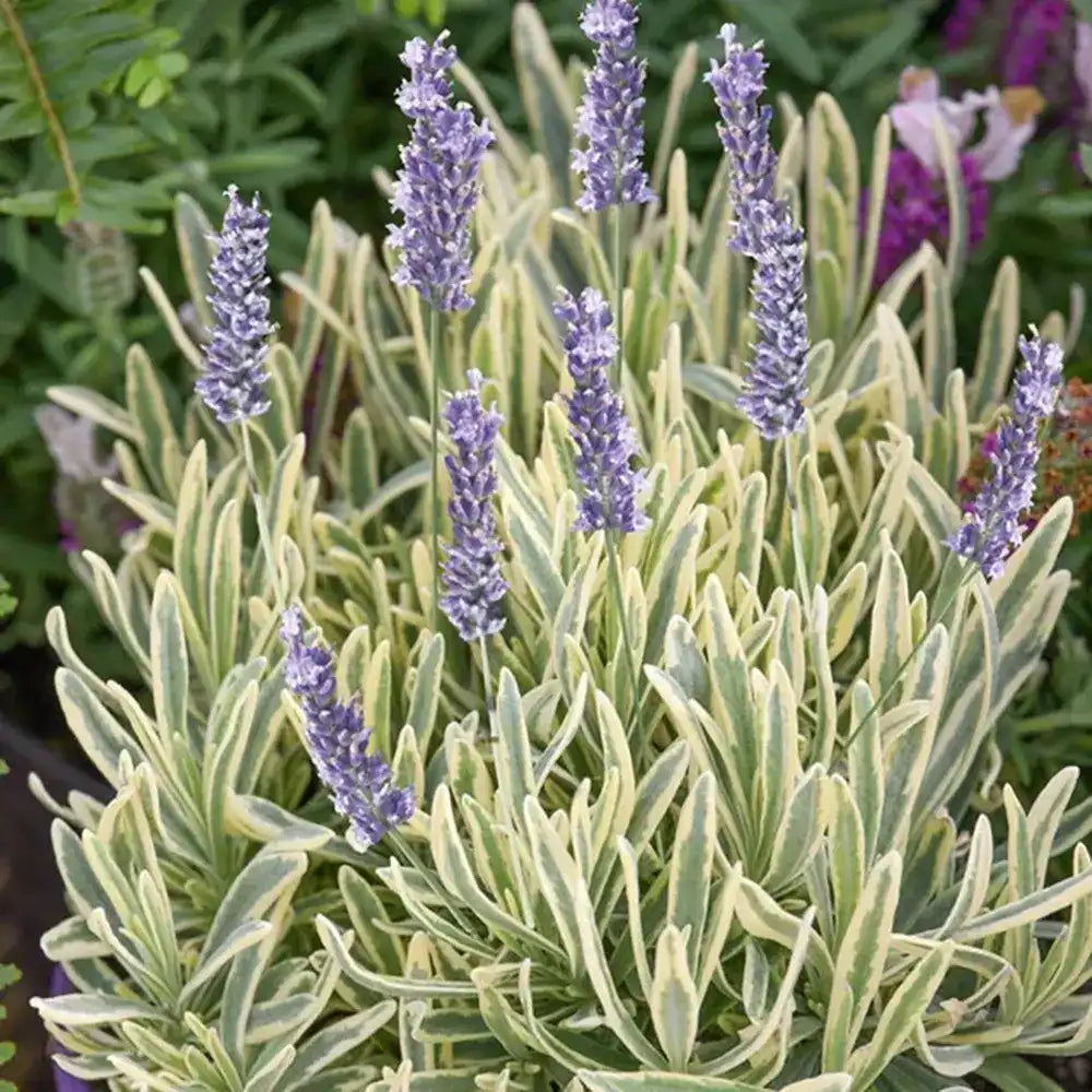 Lavanda Englezeasca Platinum Blonde (Lavandula angustifolia), parfumata, frunze variegate
