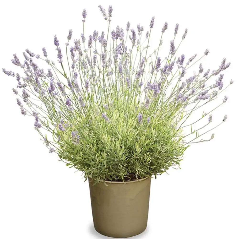 Lavanda Englezeasca Platinum Blonde (Lavandula angustifolia), parfumata, frunze variegate