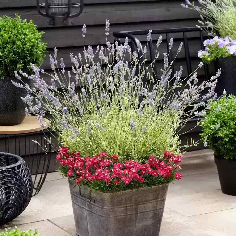 Lavanda Englezeasca Platinum Blonde (Lavandula angustifolia), parfumata, frunze variegate