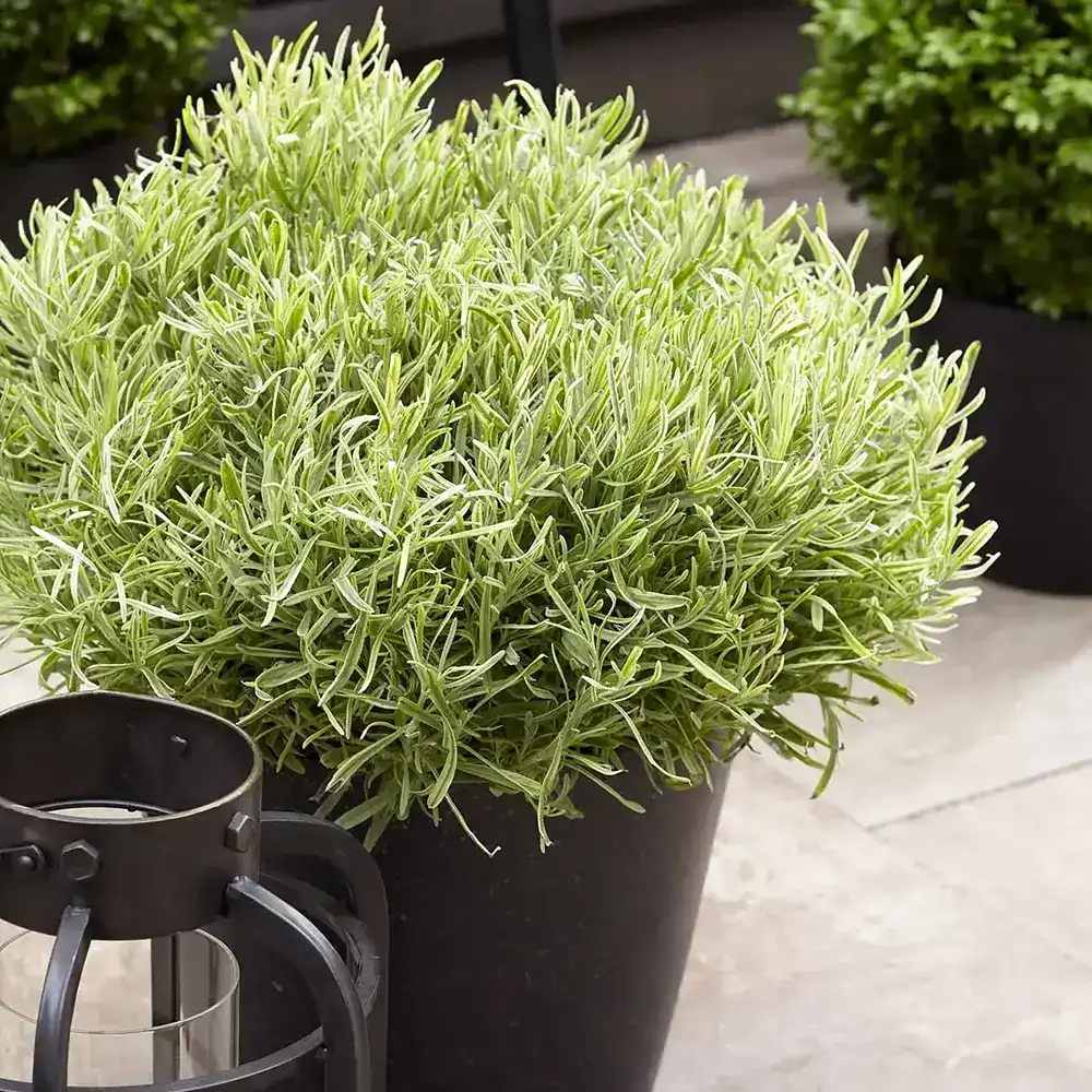 Lavanda Englezeasca Platinum Blonde (Lavandula angustifolia), parfumata, frunze variegate