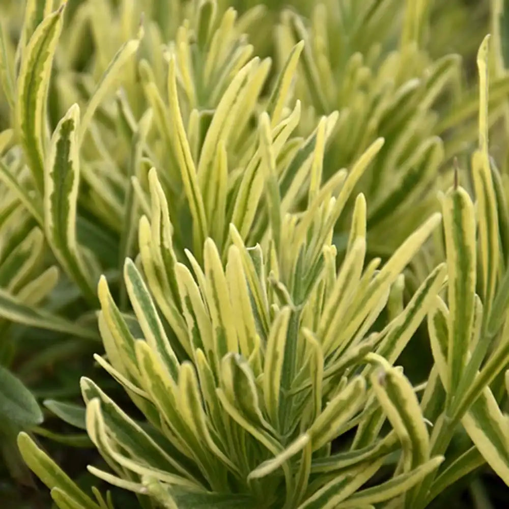 Lavanda Englezeasca Platinum Blonde (Lavandula angustifolia), parfumata, frunze variegate