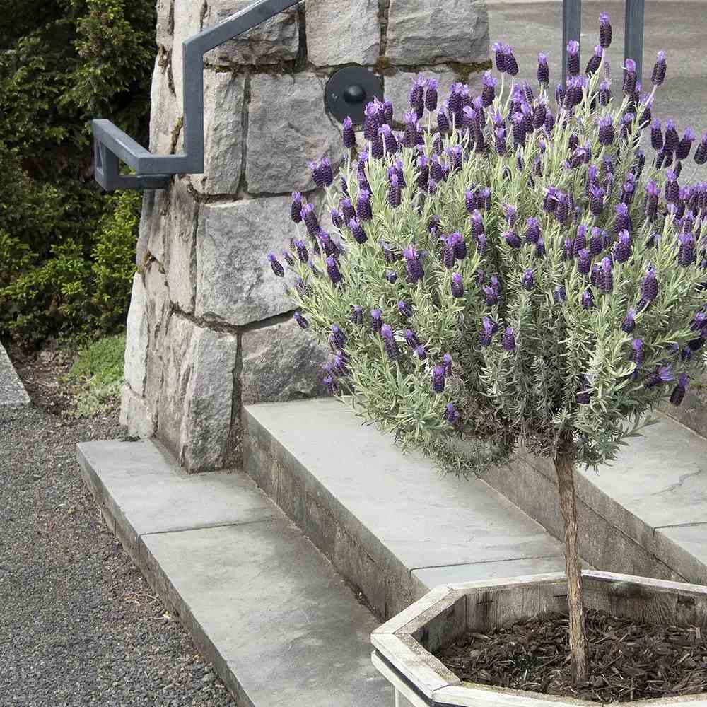 Lavanda Spaniola (Stoechas) Anouk Tip Copacel, cu flori violet intens si parfum puternic
