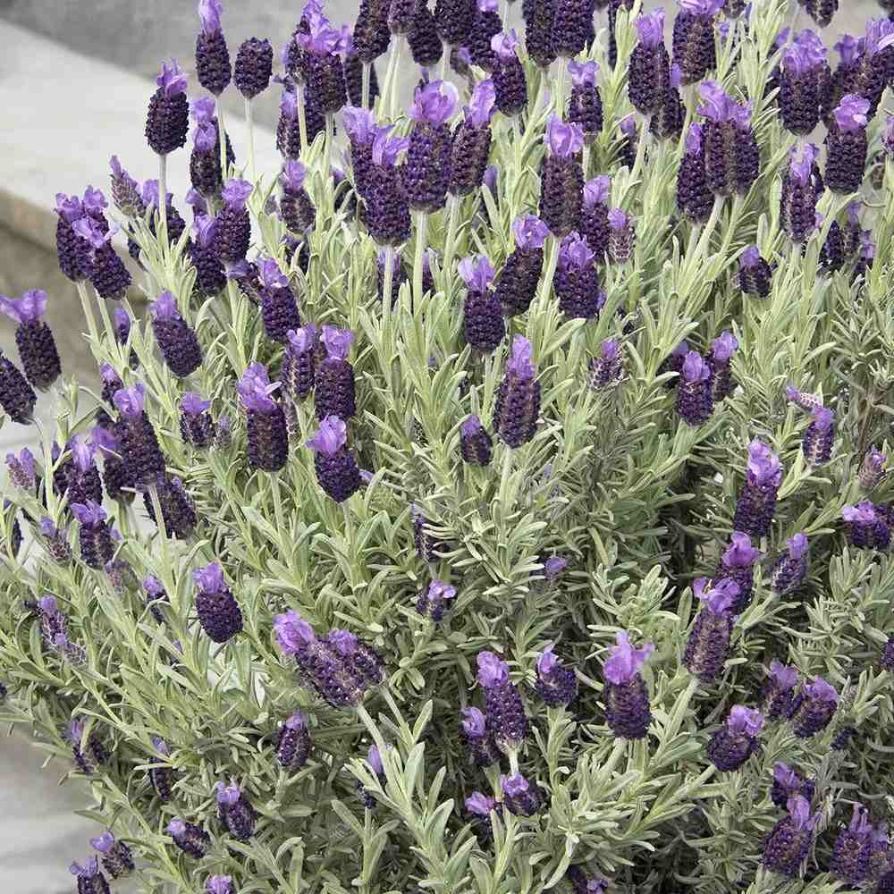 Lavanda Spaniola (Stoechas) Anouk Tip Copacel, cu flori violet intens si parfum puternic