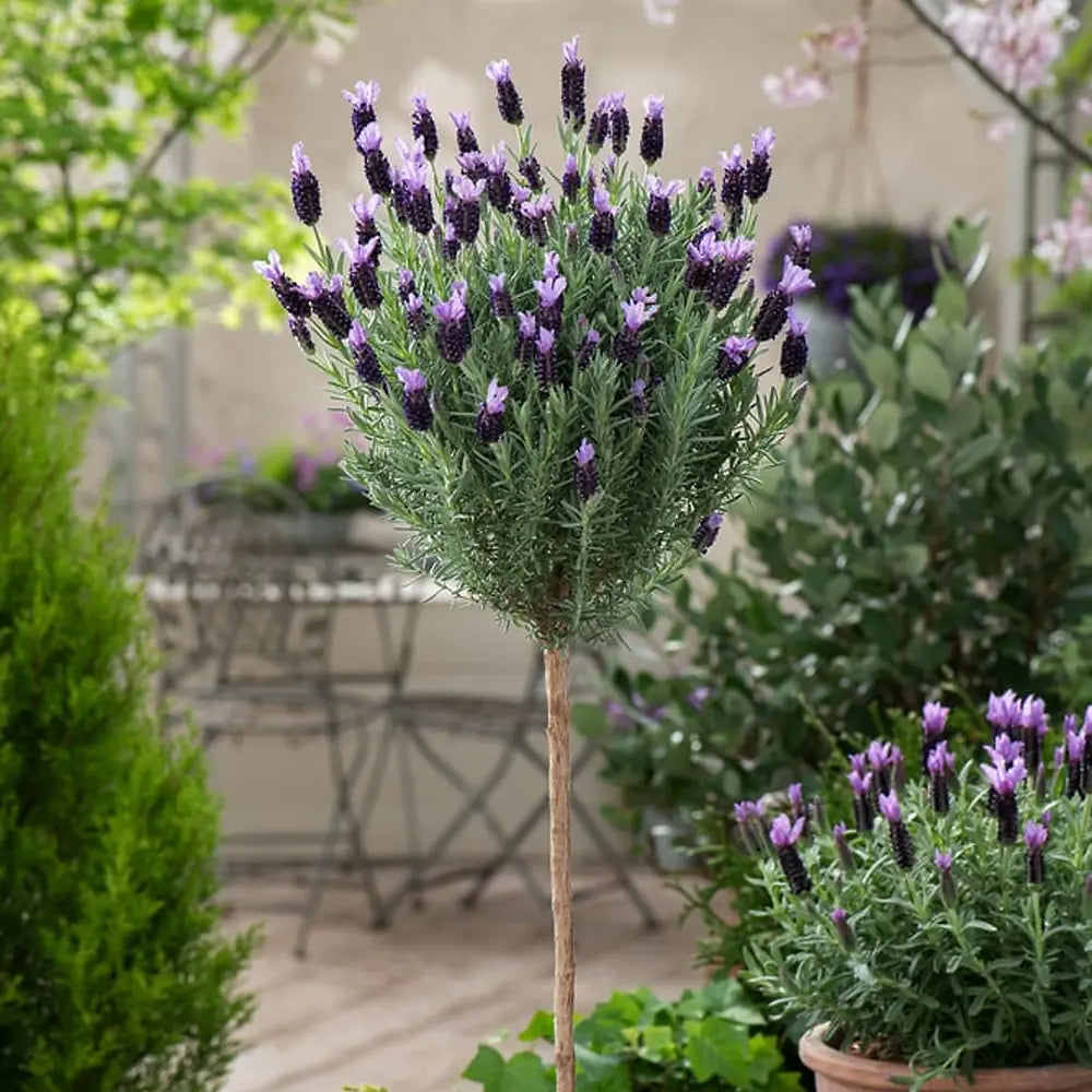 Lavanda Spaniola (Stoechas) Anouk Tip Copacel, cu flori violet intens si parfum puternic