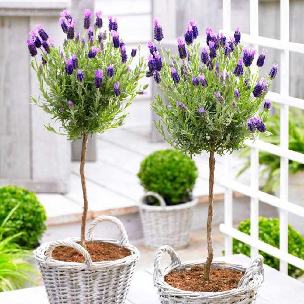 Lavanda Spaniola (Stoechas) Anouk Tip Copacel, cu flori violet intens si parfum puternic