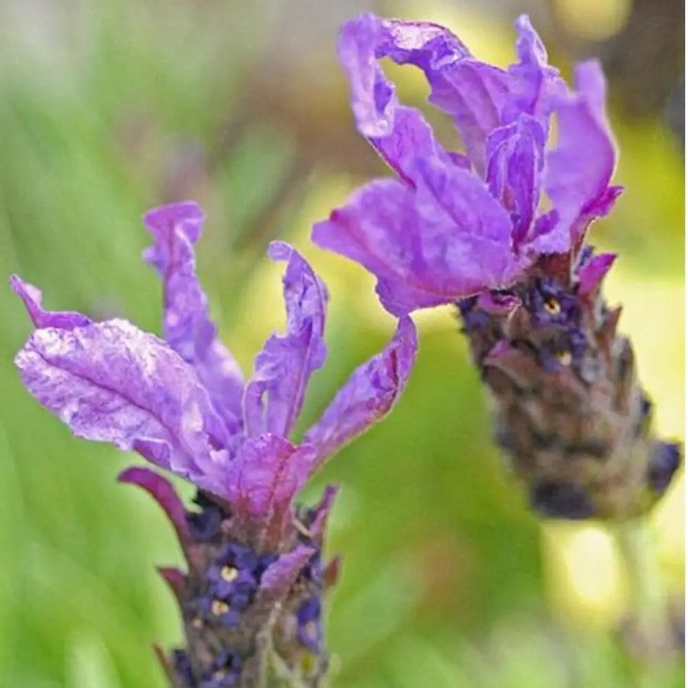 Lavandula Blue Star, lavanda albastra-violet parfumata pentru gradina si ghiveci