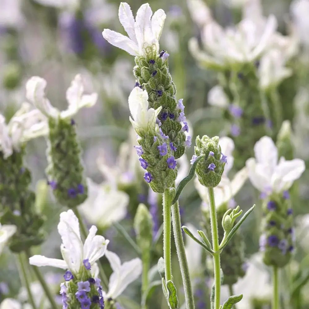 Lavanda Spaniola Anouk, cu flori albe si parfum puternic