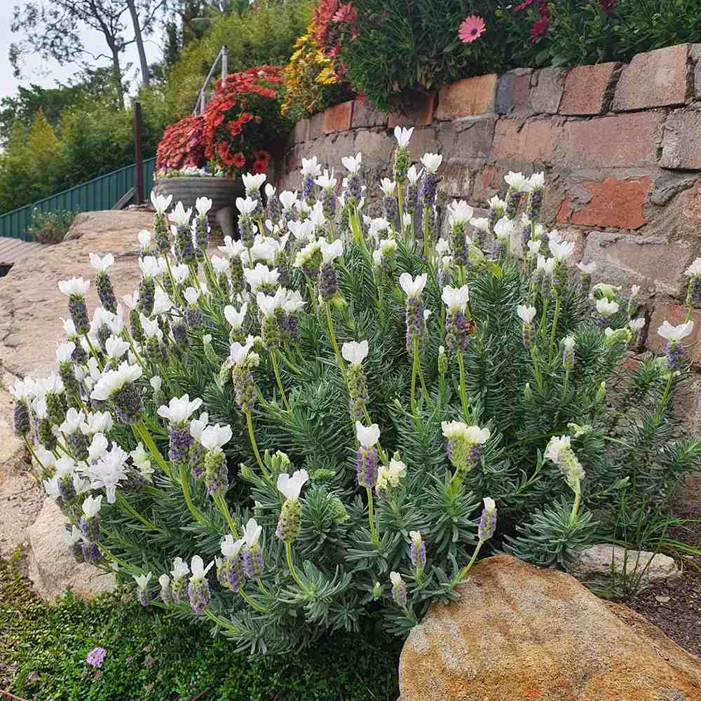 Lavanda Spaniola Anouk, cu flori albe si parfum puternic